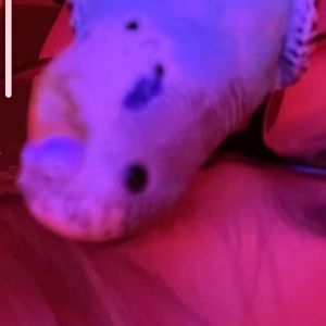 Meet your Posher, Rayna